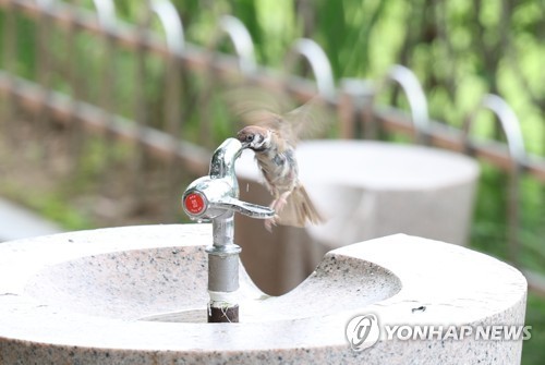 더위에 물 마시는 참새