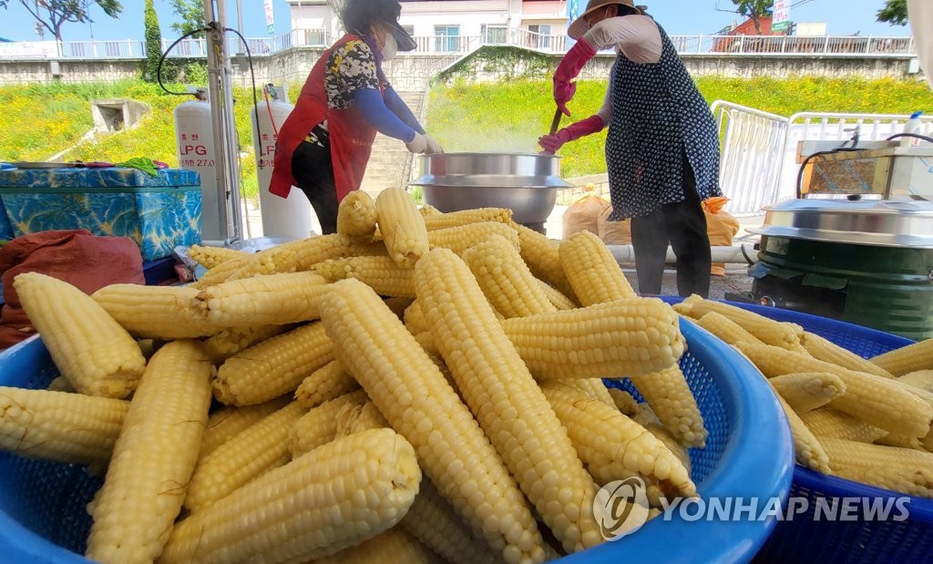 축제장에 나온 홍천 찰옥수수