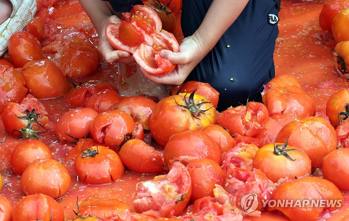 화천토마토축제 '반지야 나와라'